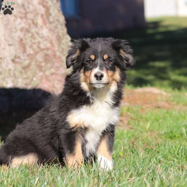 Twinkle, Miniature Australian Shepherd Puppy